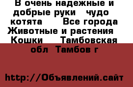 В очень надежные и добрые руки - чудо - котята!!! - Все города Животные и растения » Кошки   . Тамбовская обл.,Тамбов г.